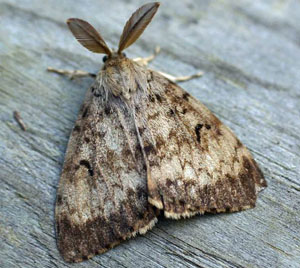 Gypsy moths are insect pests that damage and kill trees in their larva stage.