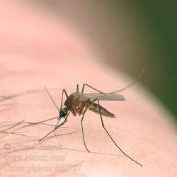 Culex pipiens: Northern house mosquito, the carrier of West Nile Virus.