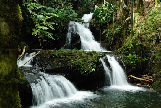 Onomea Falls on the Island of Hawaii – first place in slides. (Photo by Chris Wilson.)