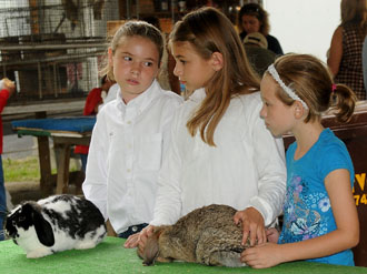 Three young Junior Fair exhibitors show their rabbits at the 2011 Van Wert County Fair. (photo submitted)