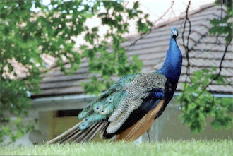 A peacock struts his stuff at the Fort Wayne Children’s Zoo. Photo by Beth Marcheck.