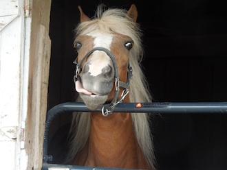 A horse at the Van Wert County Fair gives the raspberry to passers-by. Photo by Nancy Gribler.