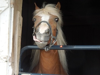 Nancy Gribler's winning picture taken at the Van Wert County Fair Grounds. (Photo submitted.)