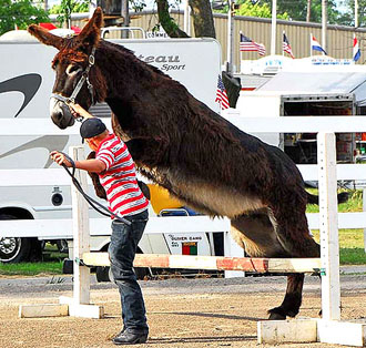 The Donkey Show has been a staple of Old Fashioned Farmers Days for several years. The photo above is from 2009. (VW independent file photo)