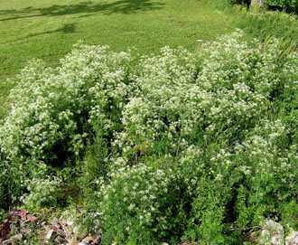 A patch of poison hemlock growing on the banks of the Auglaize River in Delphos. (OSU Extension photos)