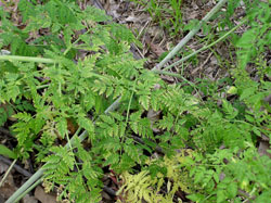 Poison hemlock has fern-like or parsley-like leaves.
