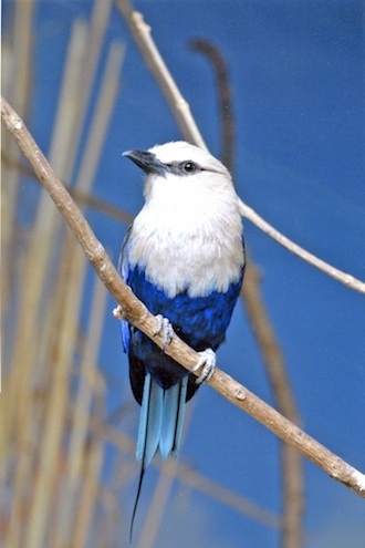 “Blue Bellied Roller,” photograph by William Hawkins. This picture won first place in the print division of the monthly competition.
