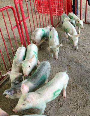 These pigs are in getting ready to race during a previous YWCA Pig Race.