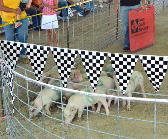 The YWCA Pig Races are part of the upcoming Van Wert Rib Fest event coming this weekend. (VW independent file photo)
