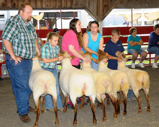 Exhibitors show their animals during the Open Sheep Show held Monday at the Van Wert County Fair. (Jan Dunlap/Van Wert independent)
