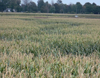 The path of a storm that hit Van Wert County overnight Tuesday snakes across this bean field. (EMA photo)