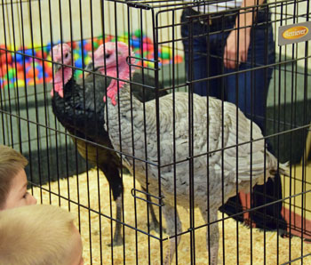 Turkeys on display at Wee Care 10-30-14