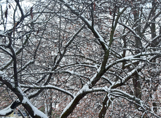 Snow clings to tree limbs this morning after a winter storm dumped several inches of snow on Van Wert County overnight. (Dave Mosier/Van Wert independent)