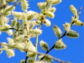 Willow5a