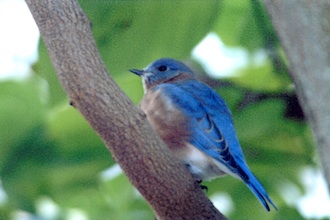 Bluebird at the Columbus Zoo. (Photo by L.V. Hollis)