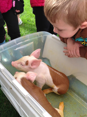 During May, the classroom project was studying farm animals. One parent brought in baby pigs so the children could experience them up close. (photo submitted)