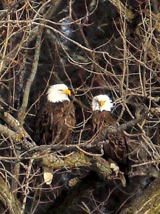 Randy Shellenbarger's photo of eagles taken near Defiance. (Photo submitted.)