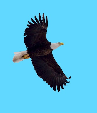 Mike Taylor took this photo of a bald eagle near Delphos. (Photo by Mike Taylor.)