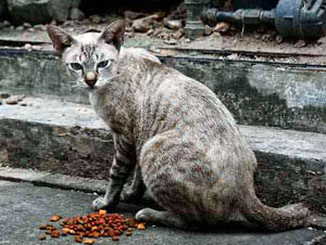 Community (feral) cats can create a number of problems for a community.
