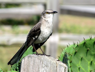 North Carolina Mockingbird. (Photo by Rex Dolby.)