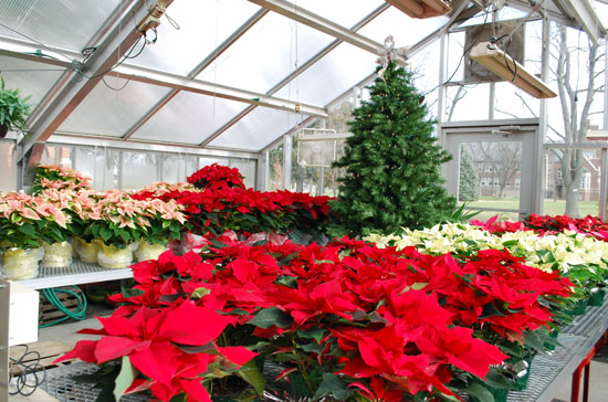 Last year, during the poinsettia fundraiser, the Marsh Foundation greenhouse was full of the beautiful holiday plants. (photo submitted)
