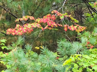 Fall scene, by Rex Dolby.
