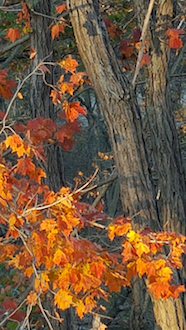 Cheryl Knost's  winning fall photograph. (Photo submitted.)