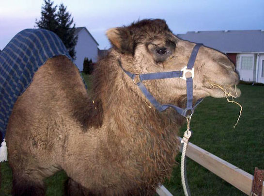 live-nativity-camel
