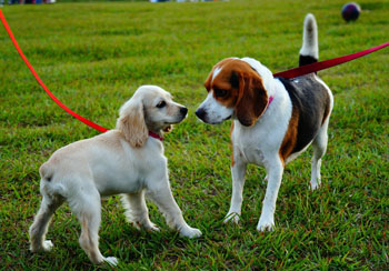 Fundraisers are planned to help pay for a city dog park near the reservoirs. (file photo)