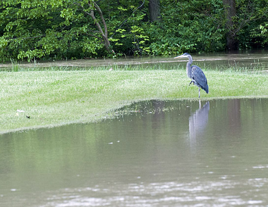 Flood image 5-25-17-Blue heron fishing