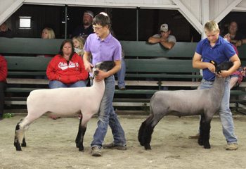 Austin Sorgen and Ethan Greulach exhibit their sheep at the 2016 Van Wert County Fair. (photo submitted)